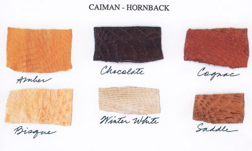 Caiman Hornback